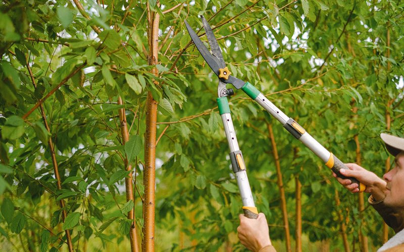 Tree trimming in Alderson, WV