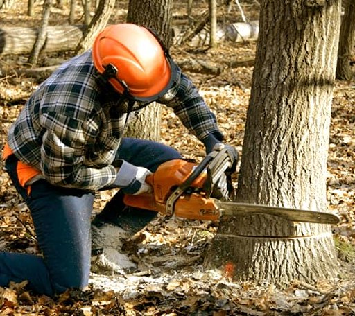 Tree Removal in Alderson, WV